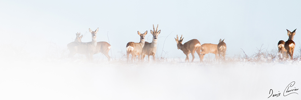 Groupe de brocards et de chevrettes dans la neige